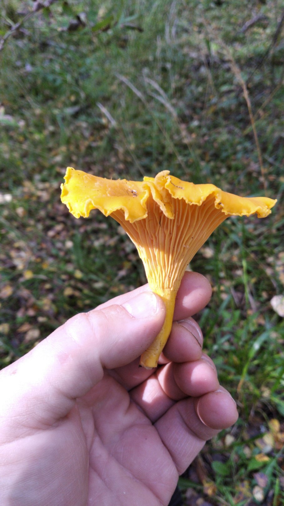 Гриб лисичка