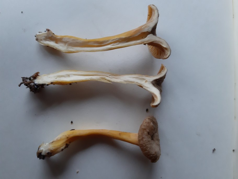 Cantharellus cibarius