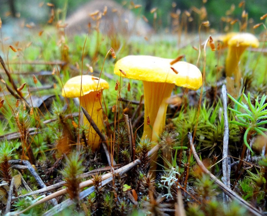 Лисичка обыкновенная гриб