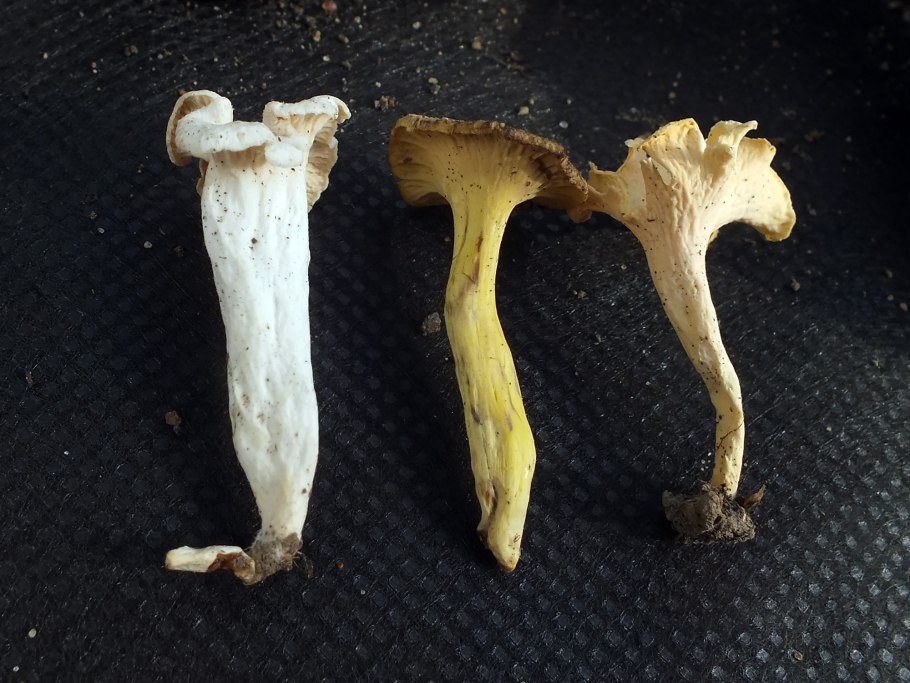 Ежовик желтый, выемчатый