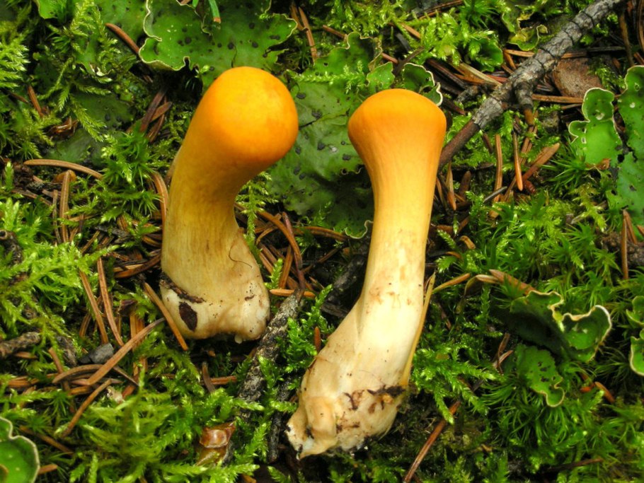 Клавариадельфус пестиковый