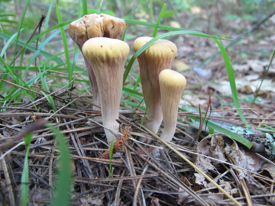 Клавариадельфус усеченный