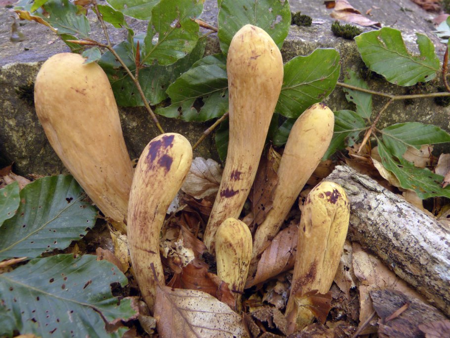 Рогатик язычковый Clavariadelphus ligula