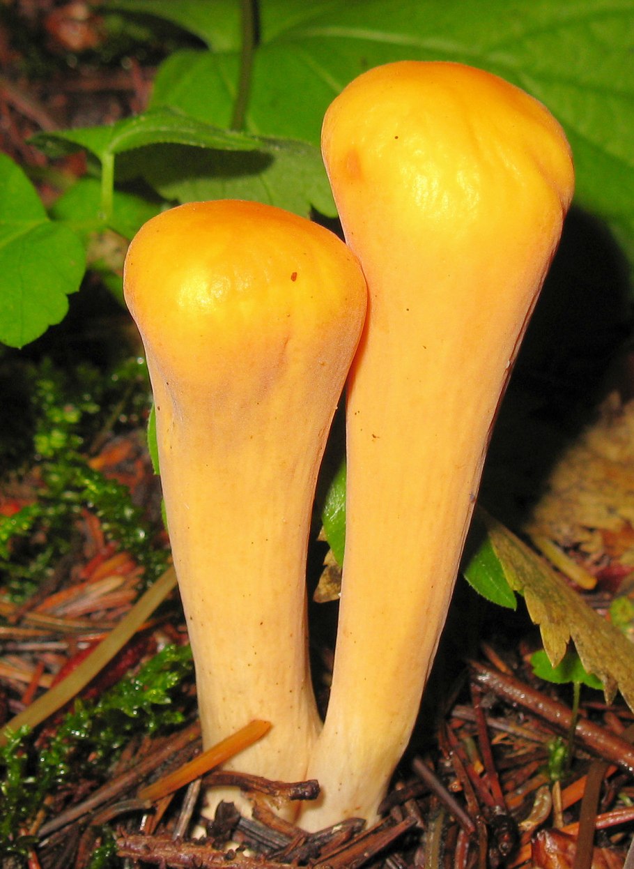 Clavariadelphus pistillaris