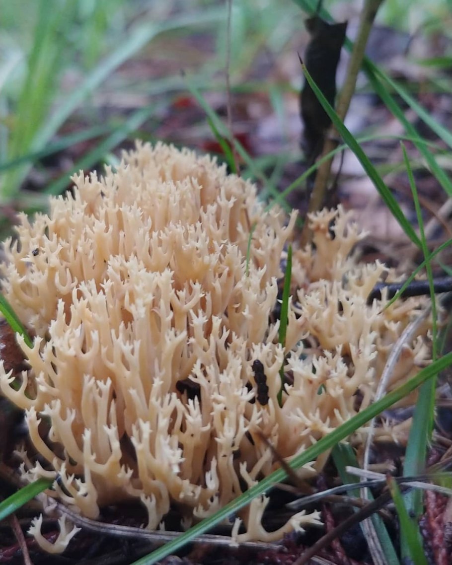 Клавариадельфус пестиковый