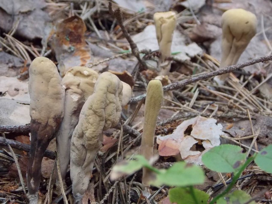 Гриб Рогатик коралловидный