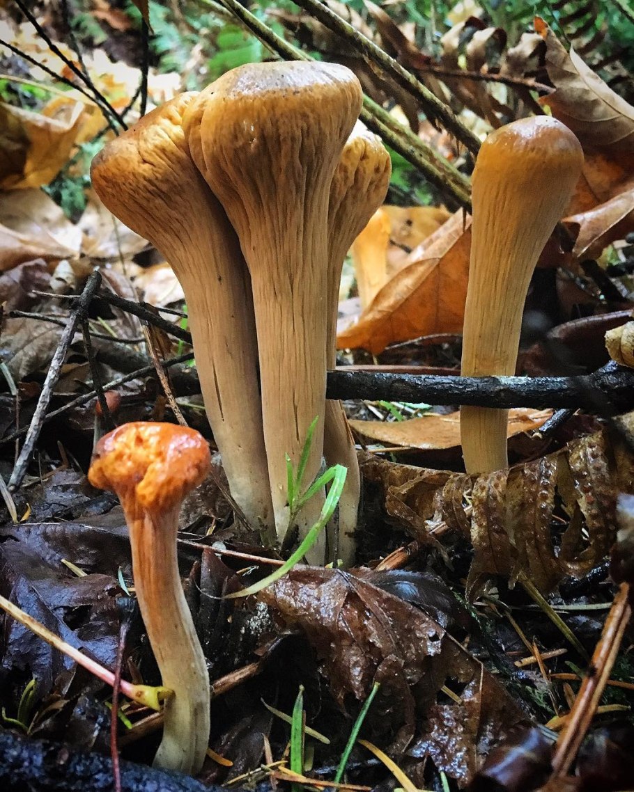 Рогатик усеченный гриб