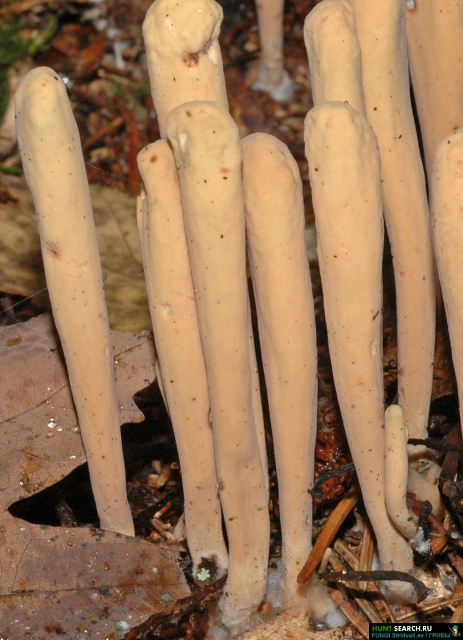 Гриб Рогатик пестиковый