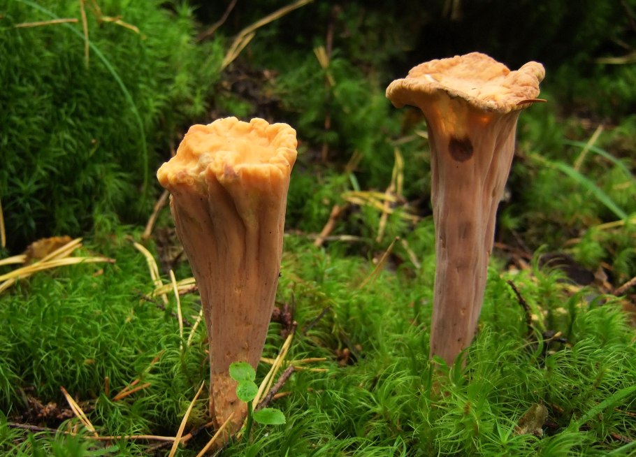 Клавариадельфус усеченный