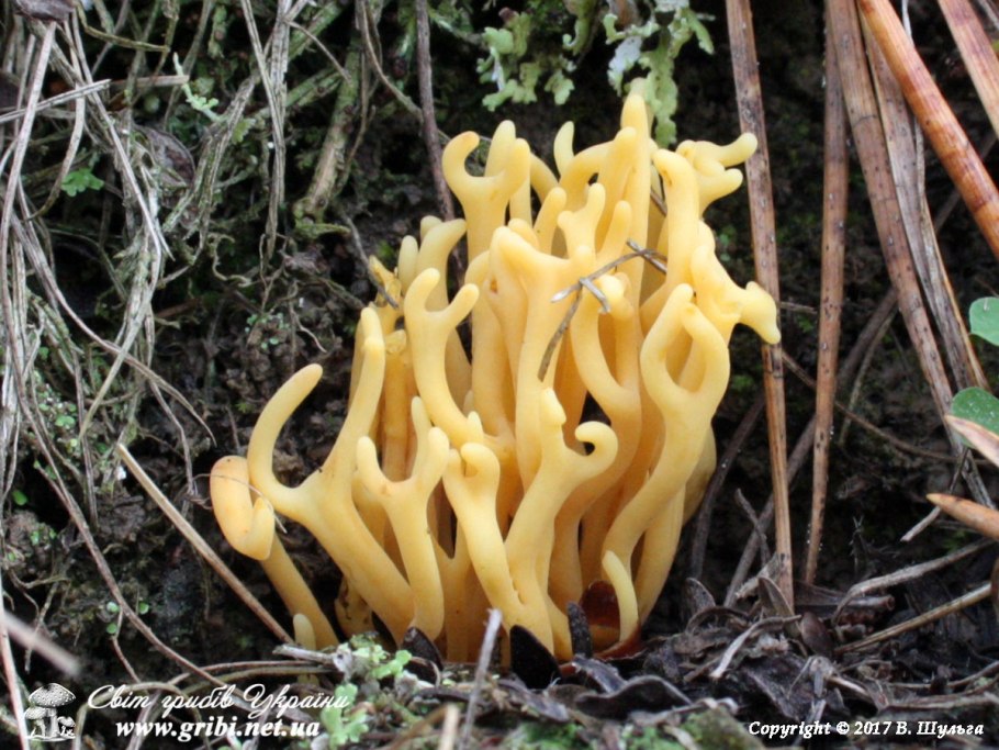 Клавариадельфус усеченный