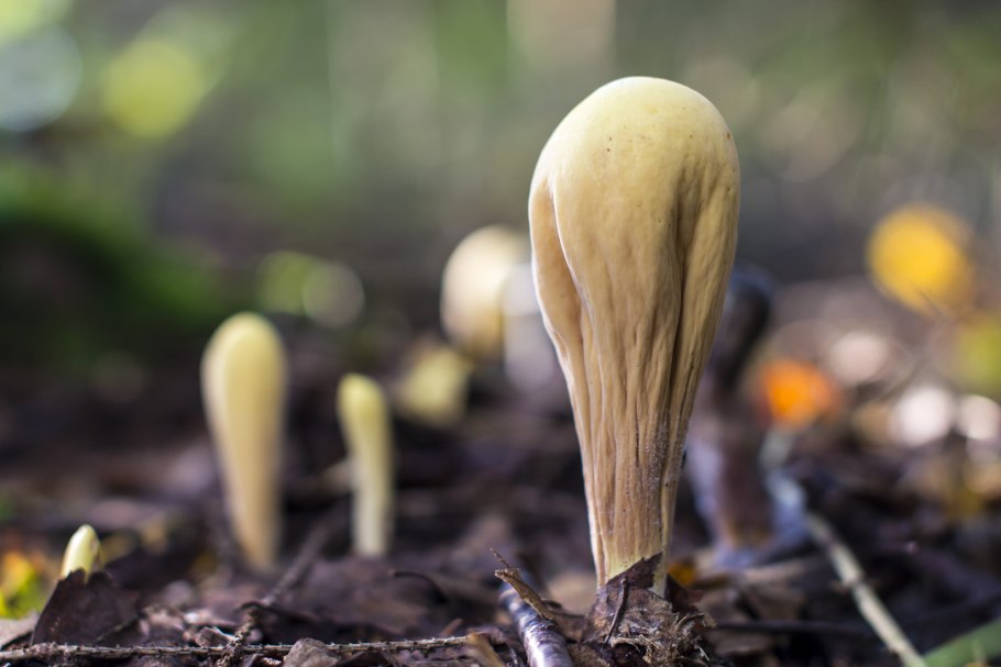 Рогатик усеченный гриб