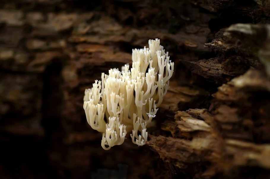 Рогатик язычковый