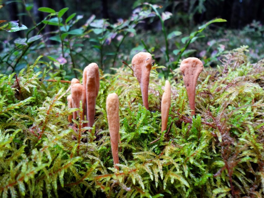 Рогатик пестиковый