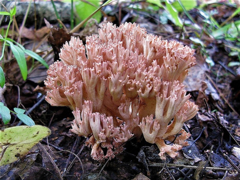 Грибы костерки рогатики