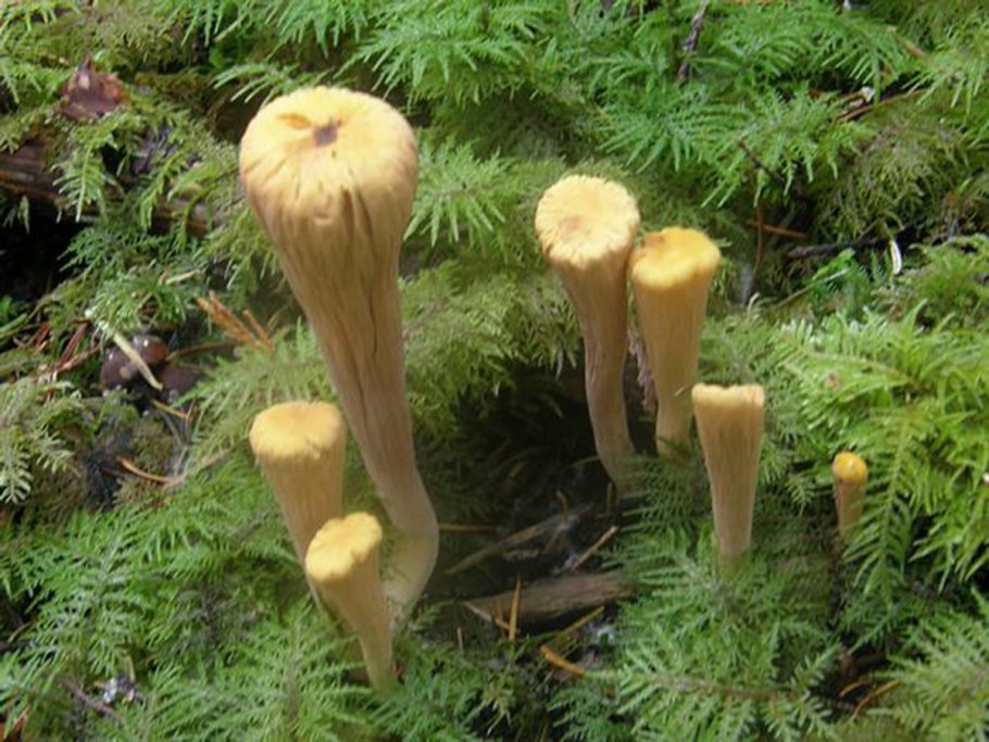 Клавариадельфус усечённый