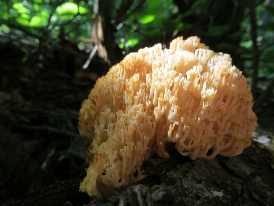 Клавариадельфус пестиковый гриб