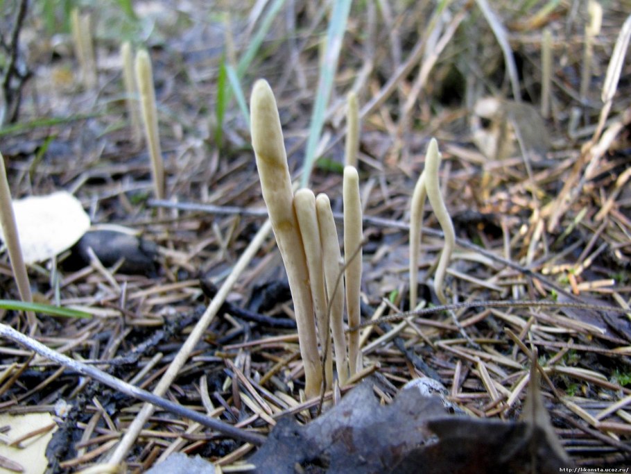 Рогатиковые семейство грибов