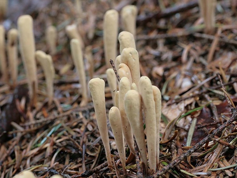 Гриб Рогатик пестиковый