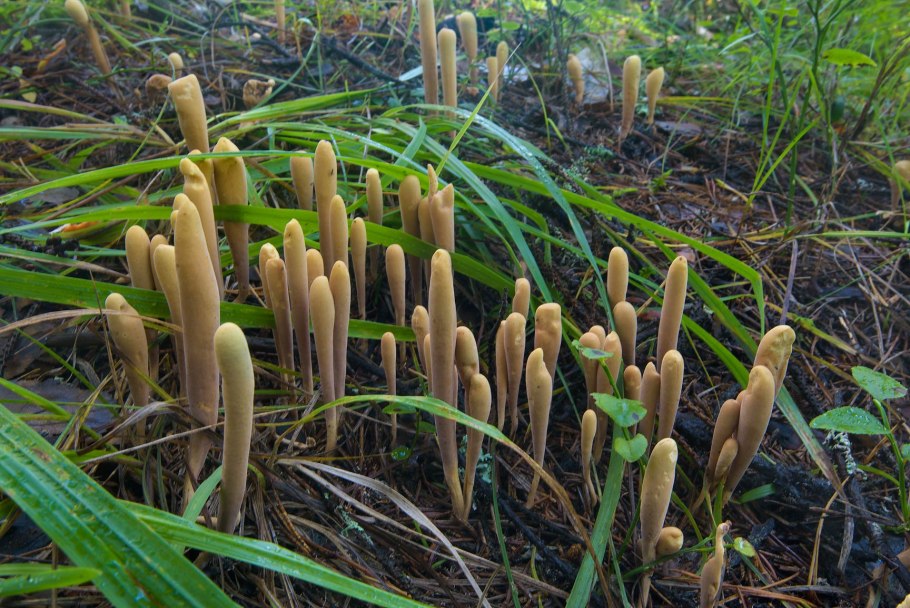 Рогатик язычковый гриб