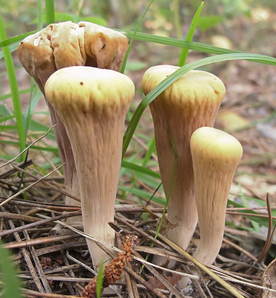 Клавариадельфус пестиковый