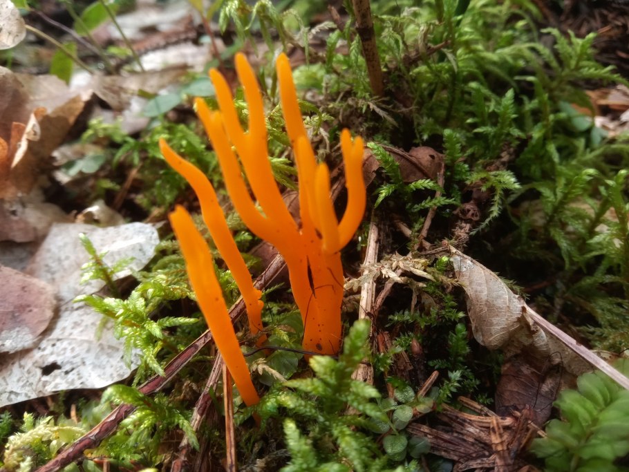 Загадка про гриб Рогатик