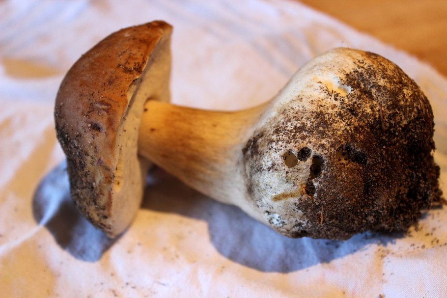 Коричневые грибы с белыми