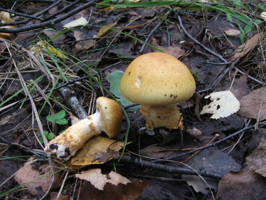 Масленок паутинник