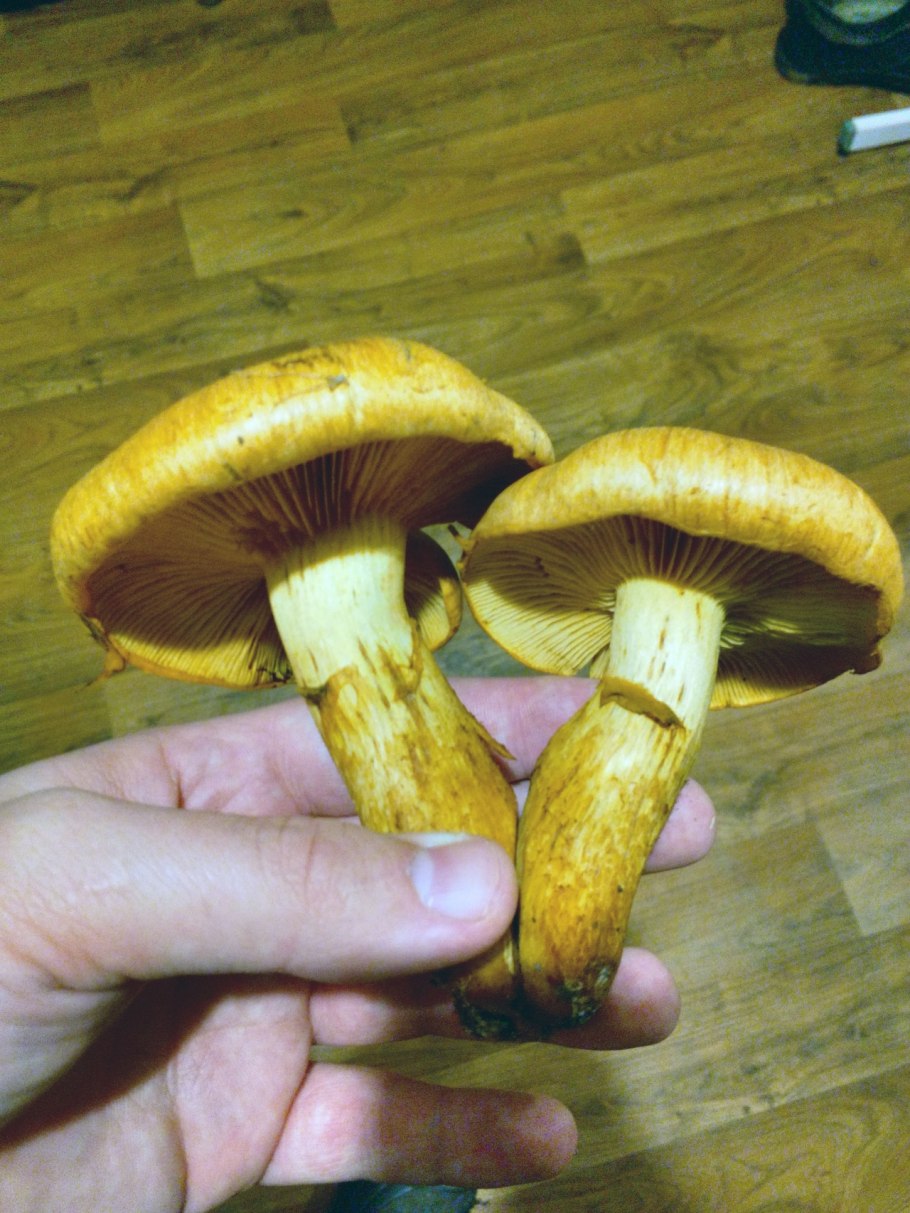 Gymnopilus junonius