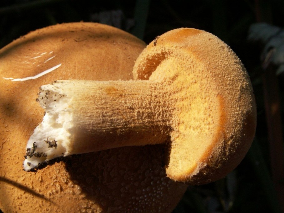 Phaeolepiota Aurea