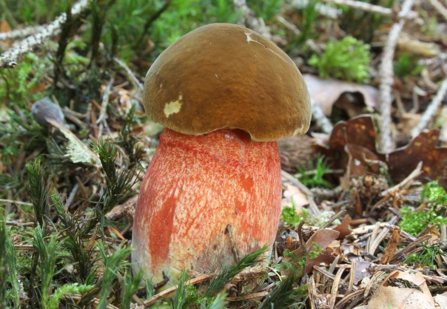 Боровик крапчатый