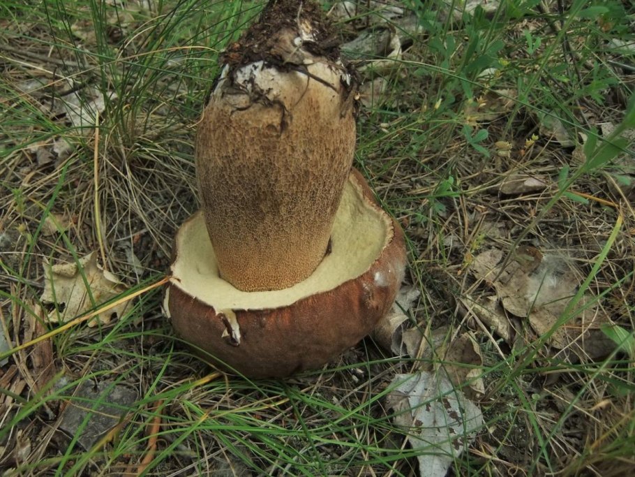 Гриб Дубовик крапчатый
