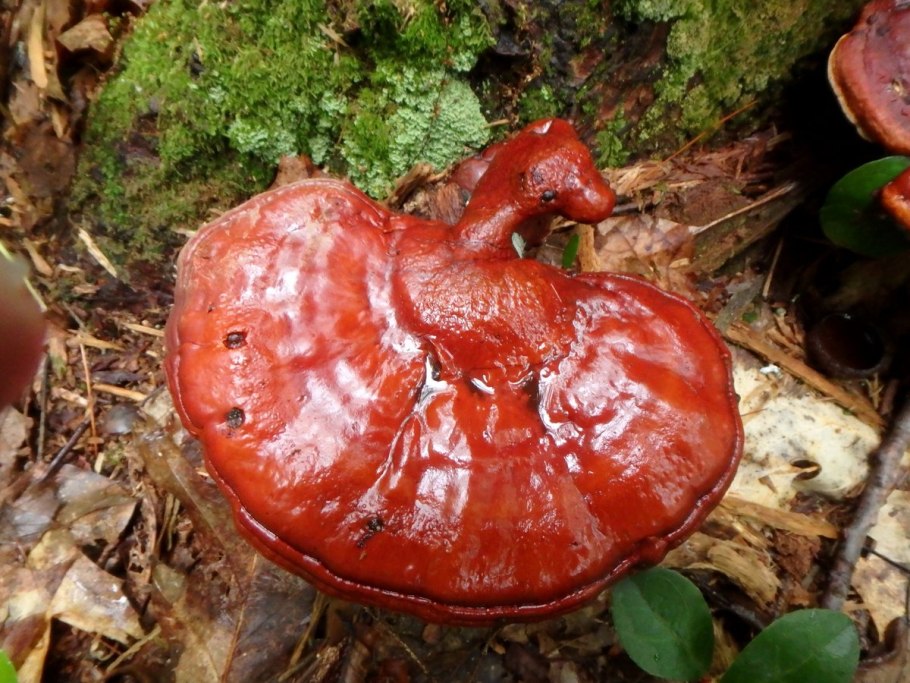 Боровик сетчатый Boletus reticulatus