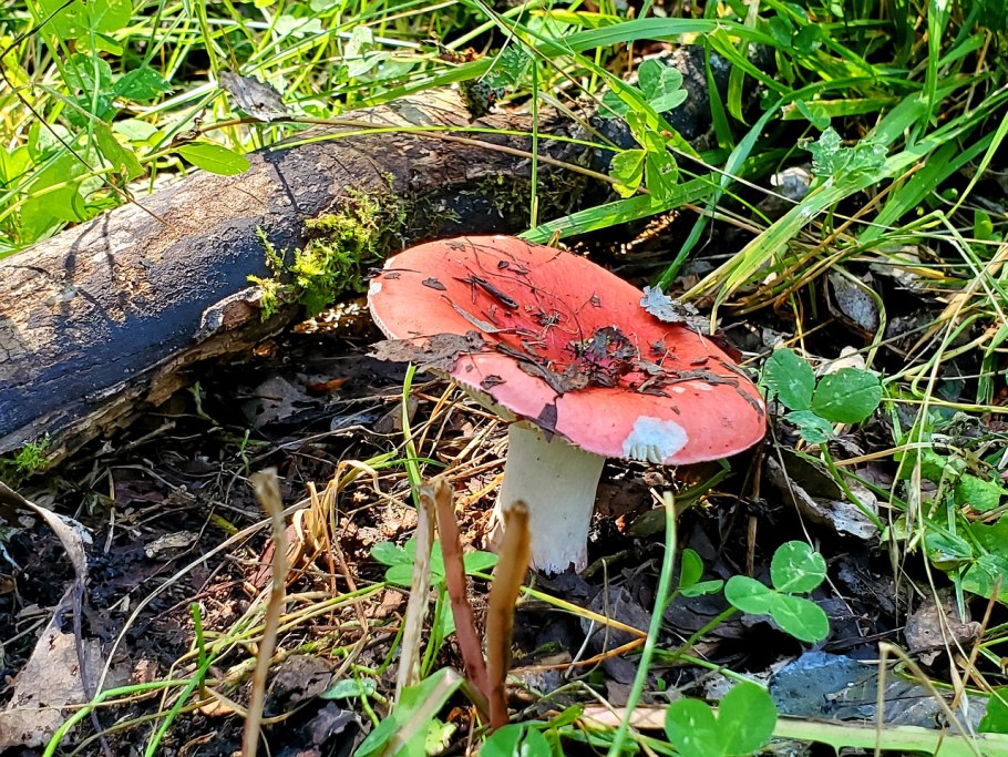 Дубовик Келли съедобный