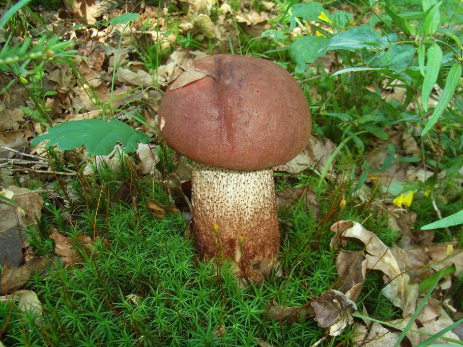 Подосиновик красный (обабок, красноголовик)
