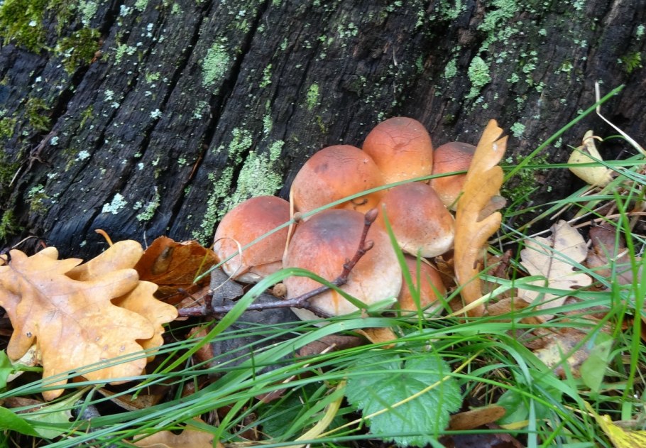 Гриб опенок