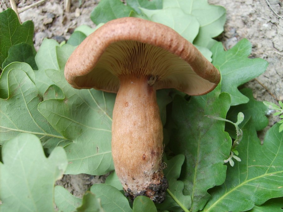 Красный гриб на дубе