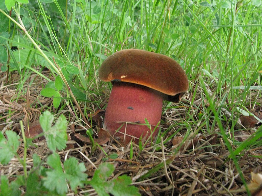 Грибы красные в Сибири