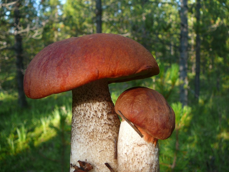 Поганки на дереве