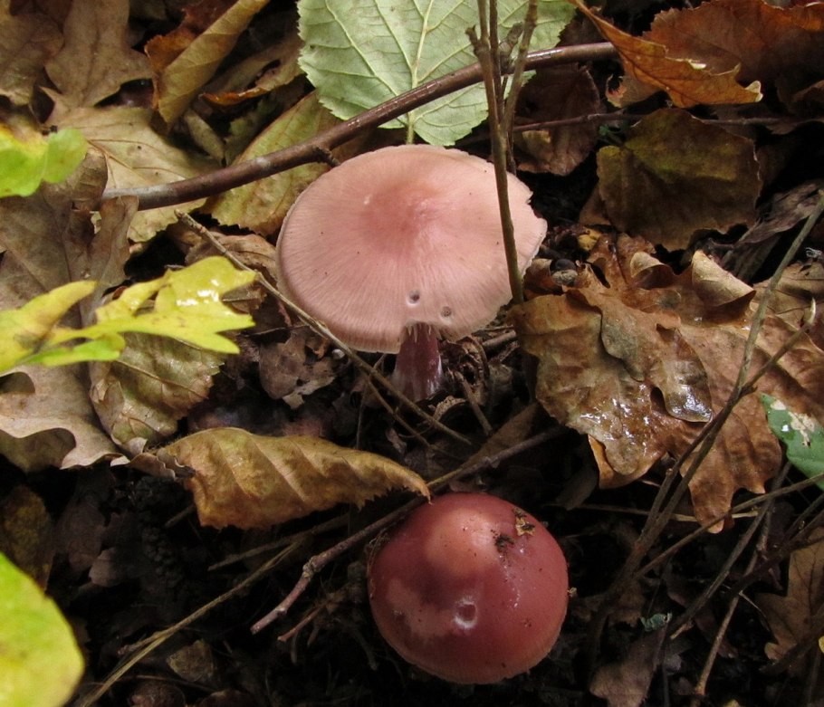 Мухомор зеленый