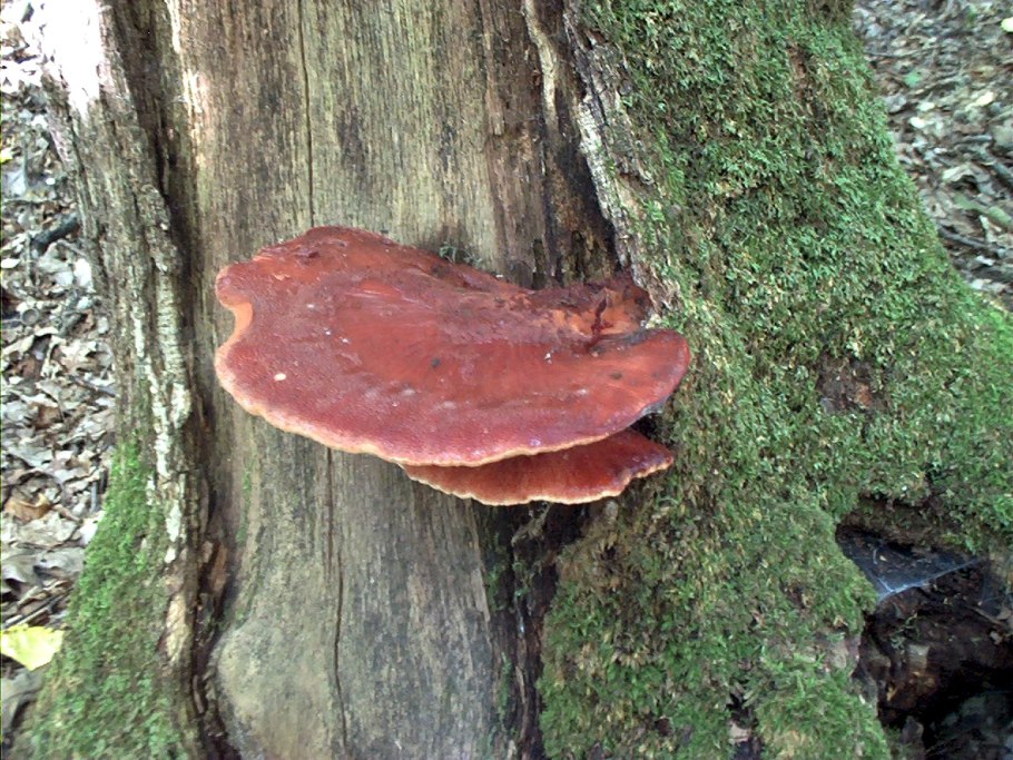 Красный древесный гриб