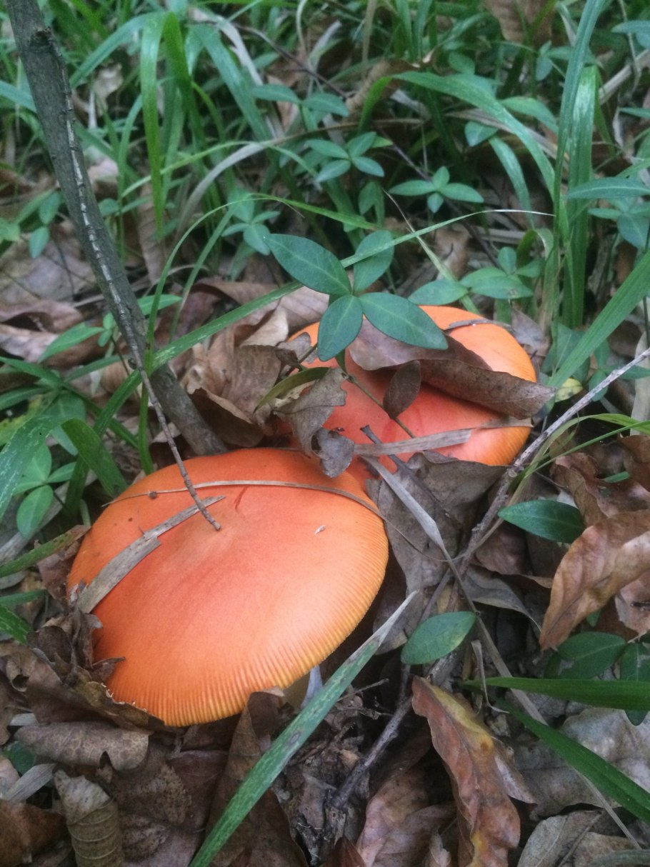 Мухоморка город