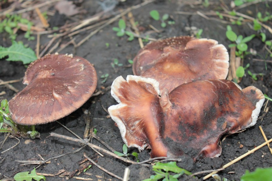 Грибы растущие в Грузии