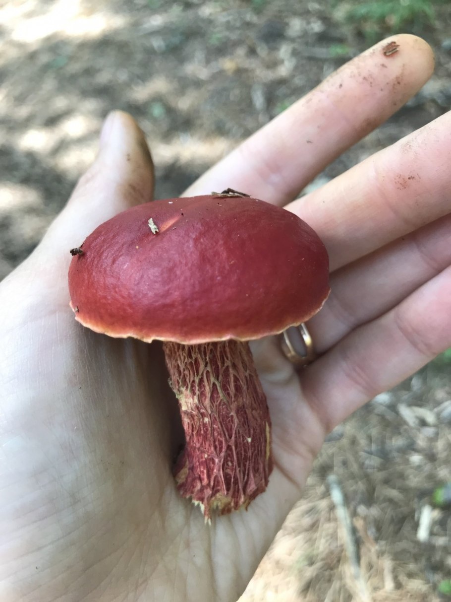 Моховик пёстрый (Xerocomellus chrysenteron)