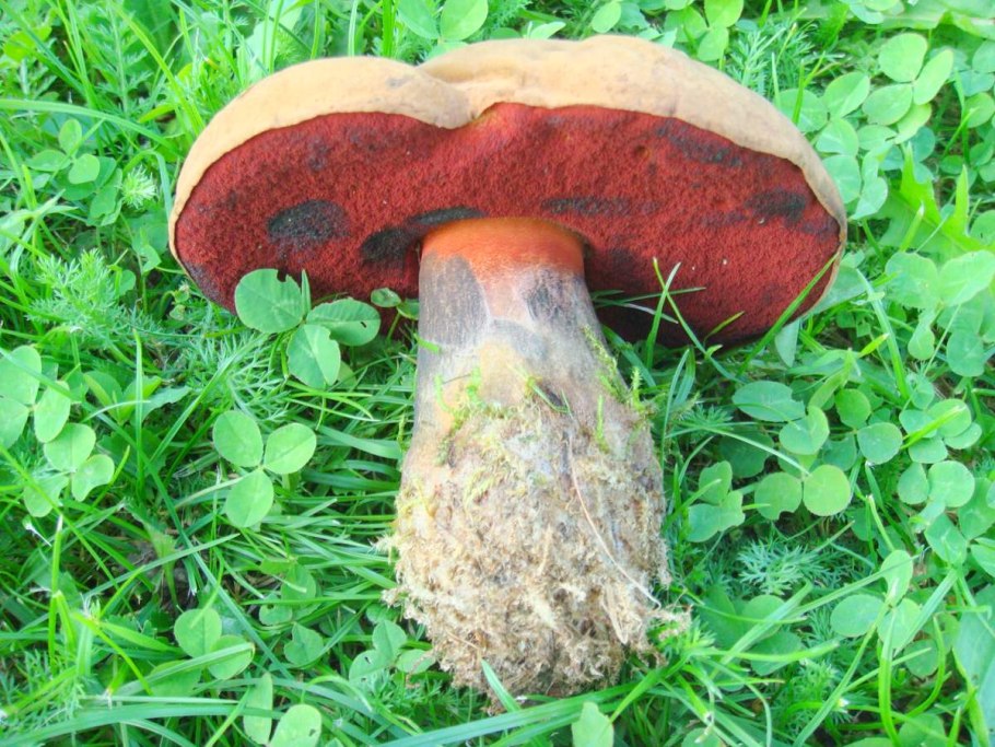 Дубовик крапчатый Boletus erythropus