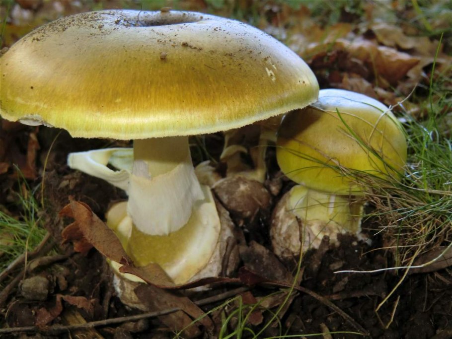 Бледная поганка Amanita phalloides