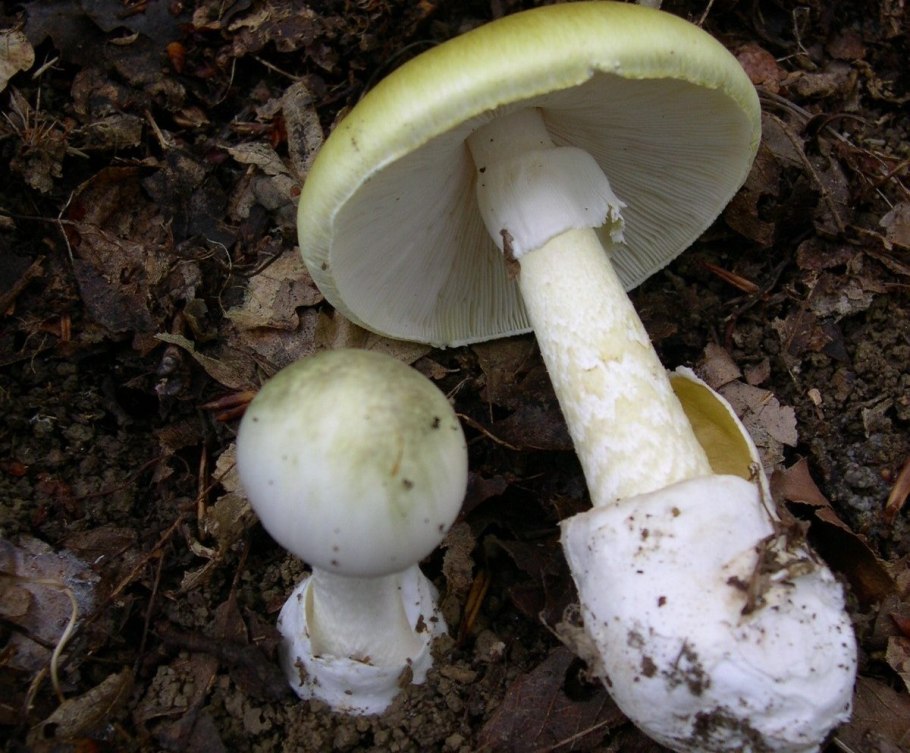 Бледная поганка (мухомор зеленый)