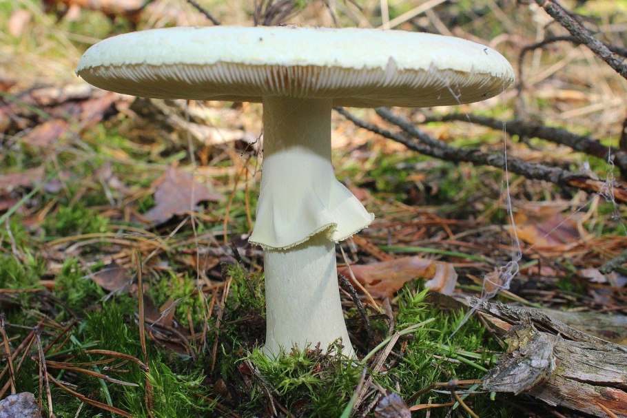 Шампиньон Эссета (Agaricus essettei)