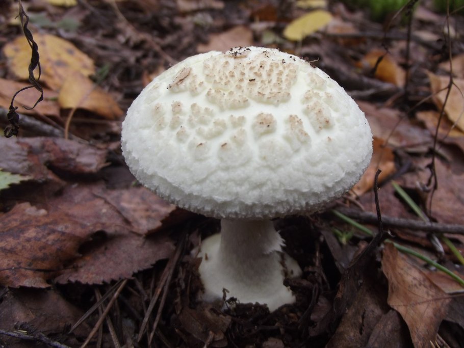 Бледная поганка Крымская