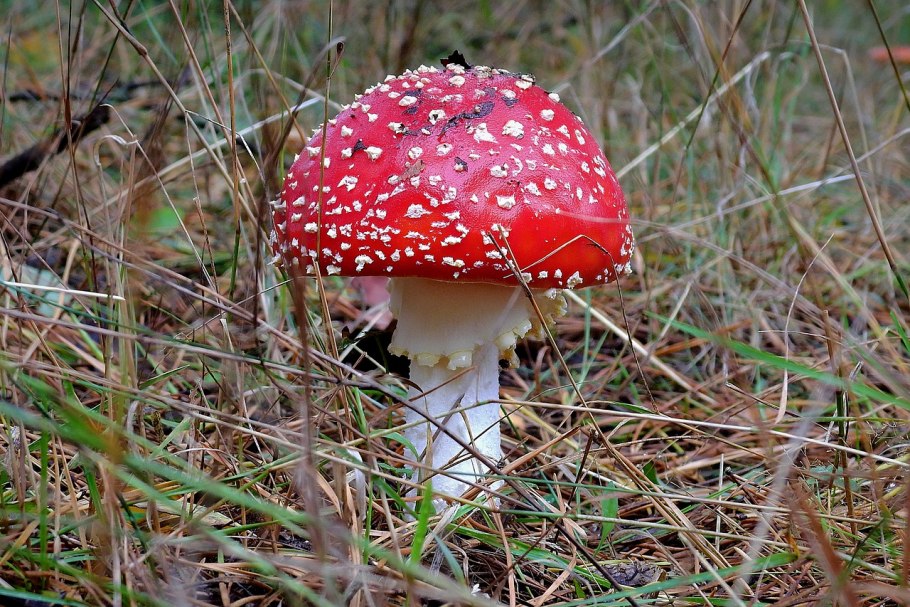 Бледная поганка