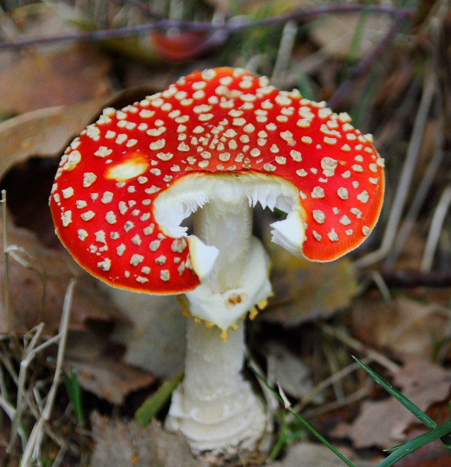 Бледная поганка гименофор